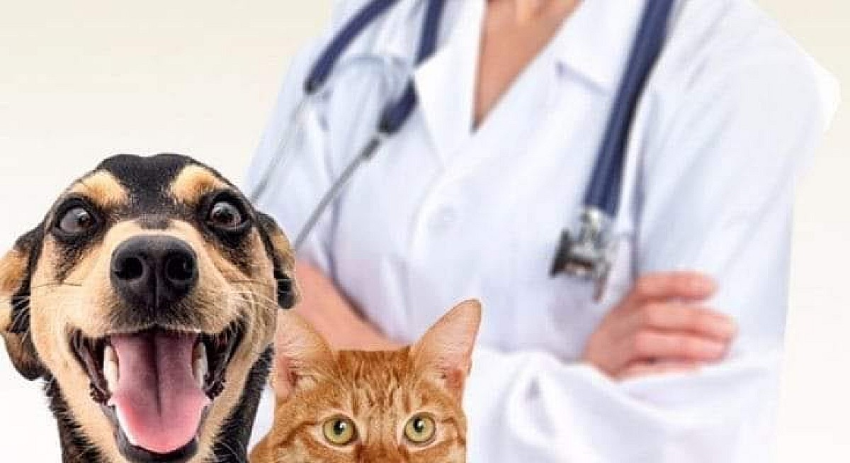 Começa hoje o agendamento para castração de cães e gatos em Fartura