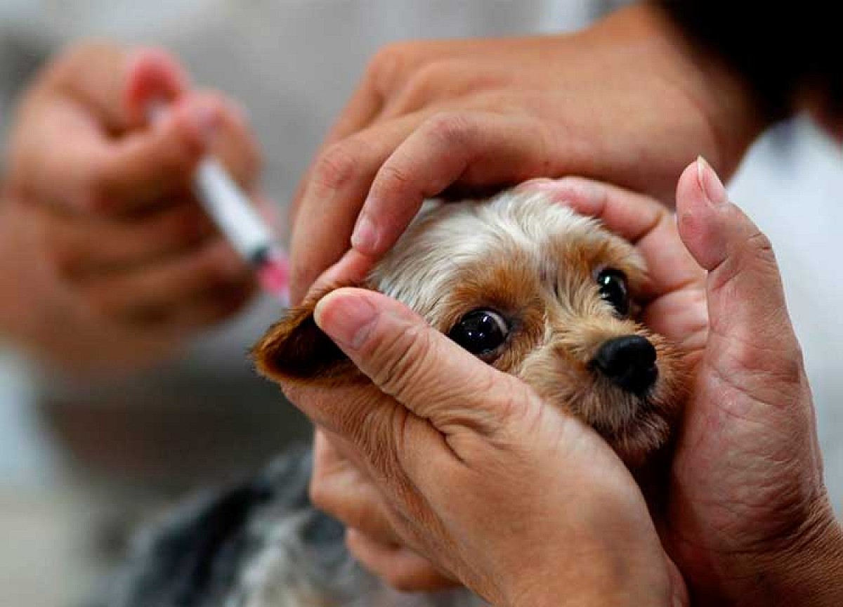 Vacinação antirrábica para cães e gatos ocorre neste sábado (22) em Cerqueira César