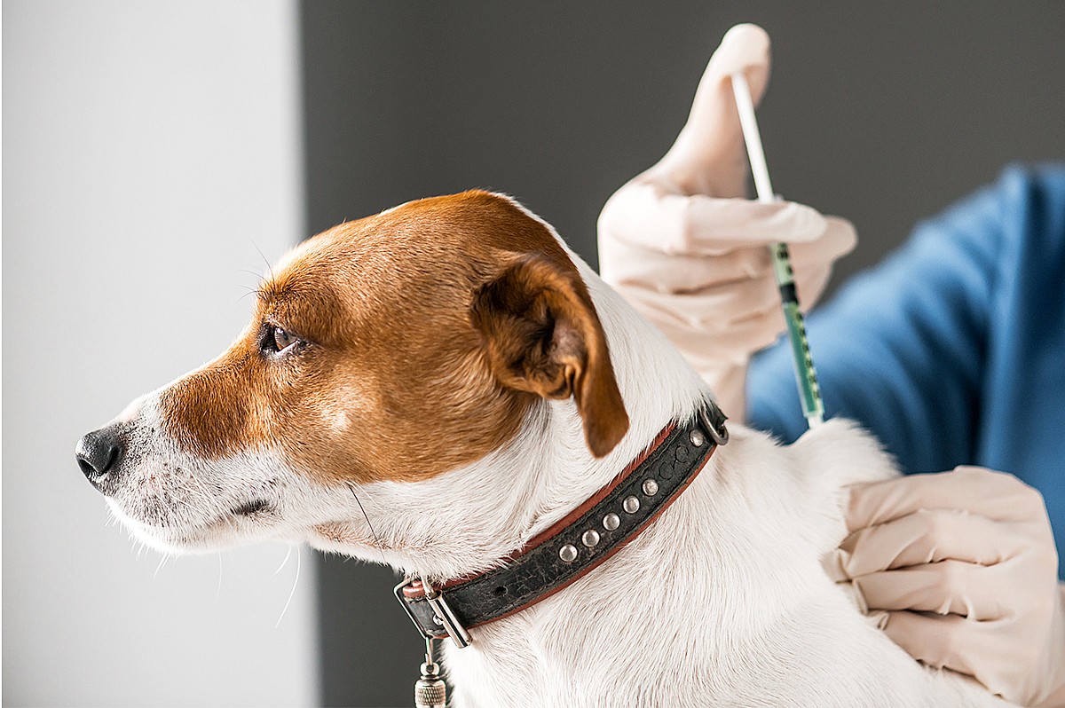 Vigilância Sanitária de Avaré realiza vacinação contra raiva em cães e gatos nesta terça-feira (31) 