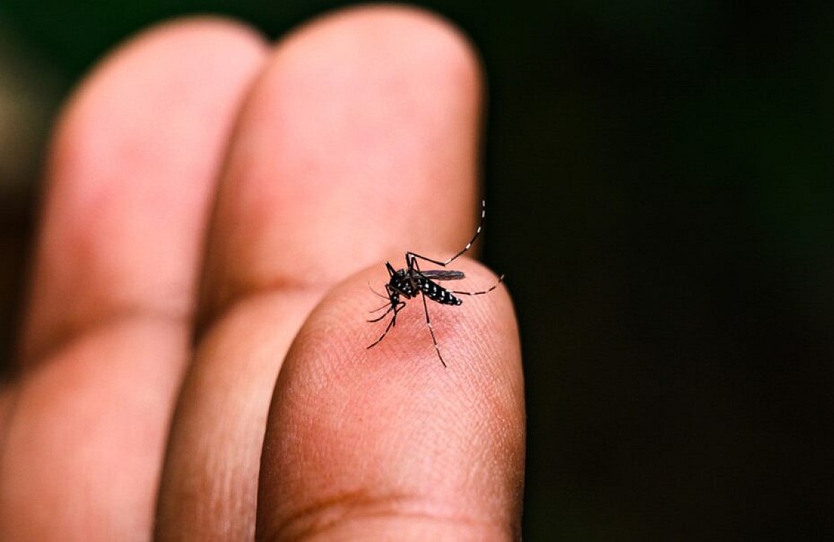 Brasil passa de 5 milhões de casos de dengue