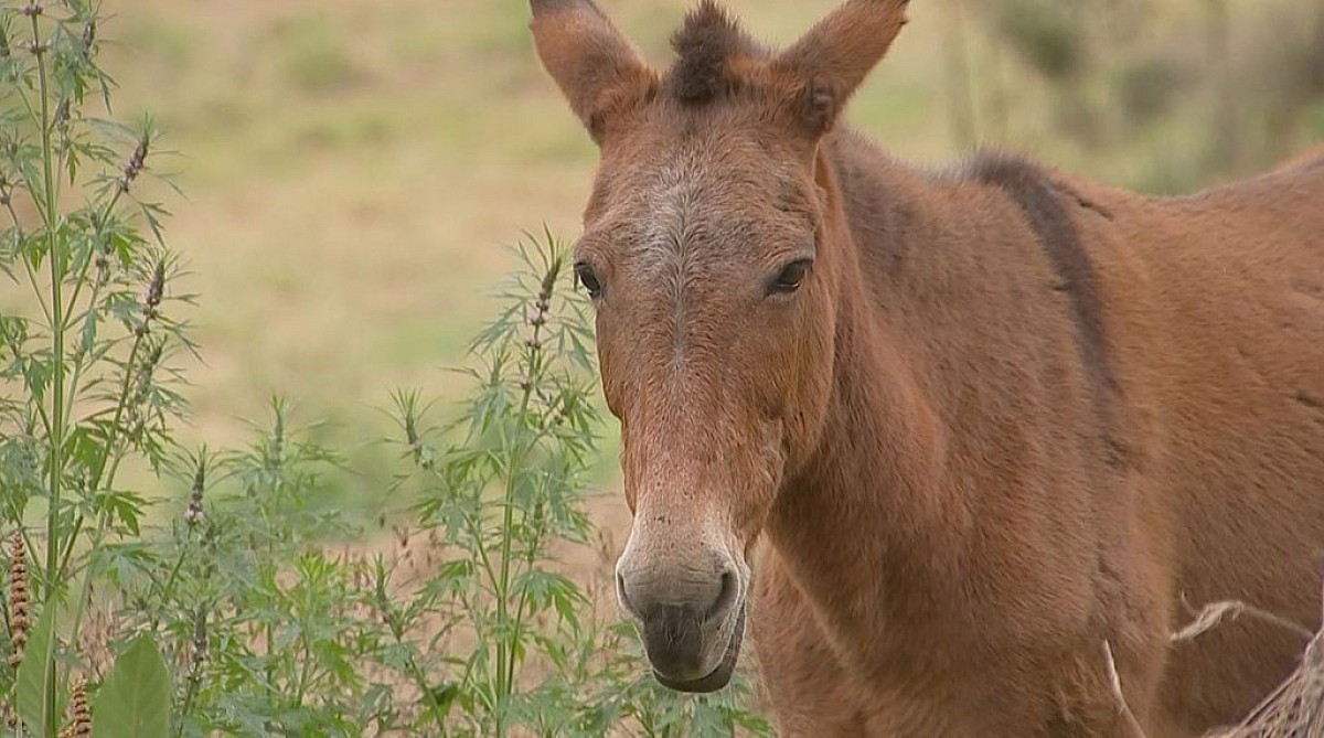 Fio de alta tensão cai em pasto e mata animais; prejuízo é de R$ 35 mil, diz produtor