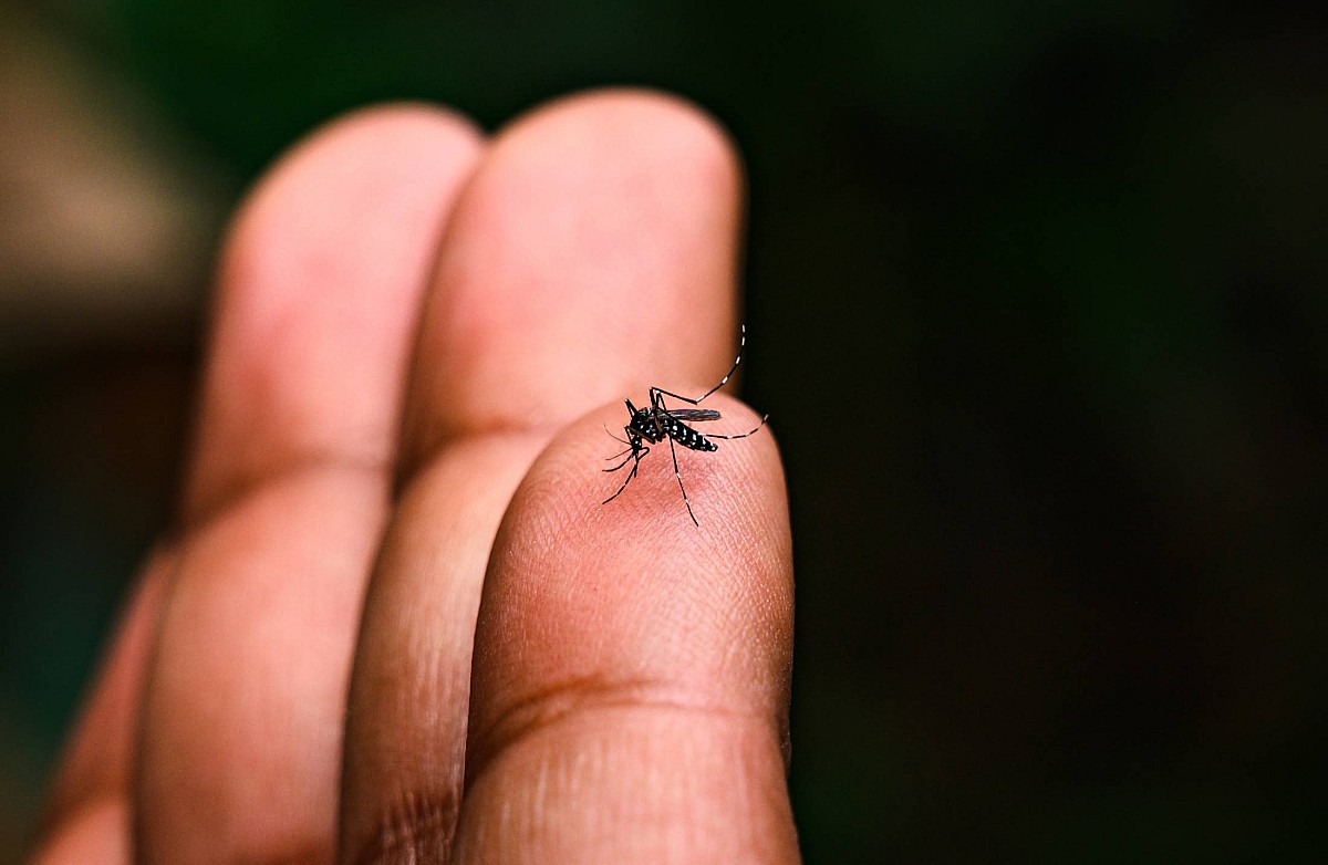 Dengue em São Paulo: Os numeros só aumentam