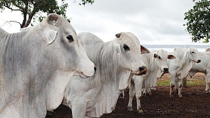 Prazo para vacinação contra Febre Aftosa e Brucelose termina em 31 de maio em Avaré