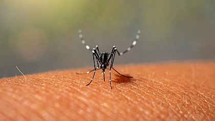 Piraju confirma quinta morte por dengue em 2024